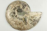 Cut & Polished, Agatized Ammonite Fossil - Madagascar #200147-5